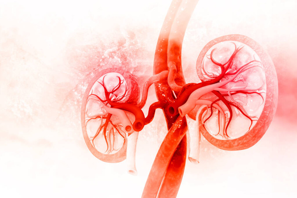 Human kidney cross section. 3d illustration - Zdjęcie, obraz