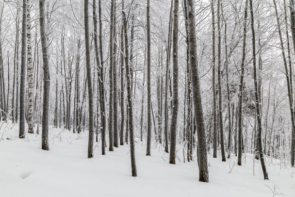 Alberi innevati invernali sulle montagne degli Urali.  - Foto, immagini