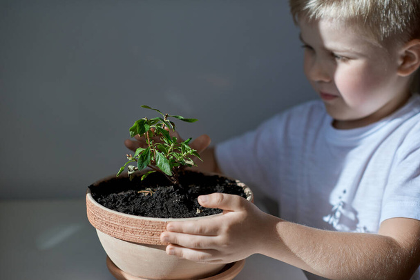 Planta verde en manos de un niño - Foto, Imagen
