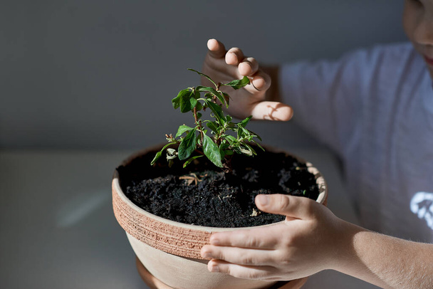 Childs 'ın elleri bitkiyi koruyor  - Fotoğraf, Görsel