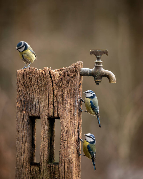 Beautiful image of Blue Tit bird Cyanistes Caeruleus on wooden post with rusty water tap in Spring sunshine and rain in garden - Foto, Bild