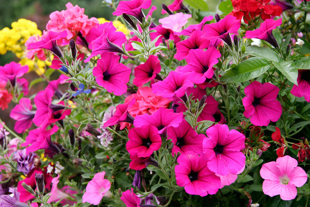 displej pestrobarevnými Petúnie butchart zahrady - Fotografie, Obrázek
