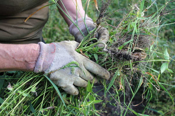 Mujer mayor recogiendo malas hierbas en el jardín. Primer plano de las manos con guantes que sostienen la hierba. - Foto, Imagen