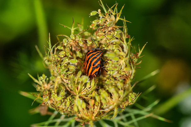 Un insecte rayé ou un insecte Minstrel, Graphosoma lineatum. une espèce de punaise bouclier de la famille des Pentatomidae punaise puante sur la feuille. - Photo, image