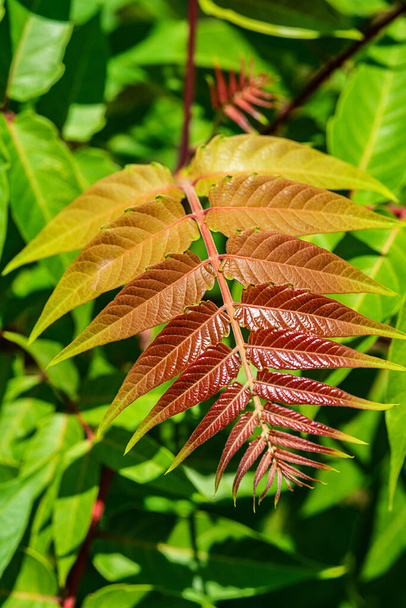 Young leaves of a plant. Ailanthus altissima, commonly known as tree of heaven is a deciduous tree in the family Simaroubaceae. - Photo, Image