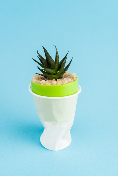 green succulent plant in crumpled plastic cup on blue background - Valokuva, kuva
