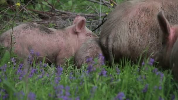 I maiali mangiano erba nel prato - Filmati, video