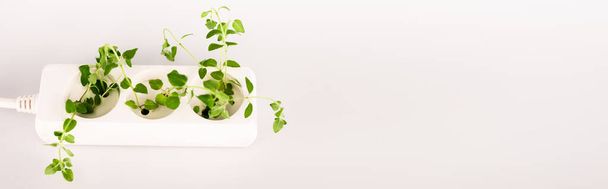 Beyaz arkaplanda elektrik prizinden büyüyen yeşil bitki, panoramik çekim - Fotoğraf, Görsel
