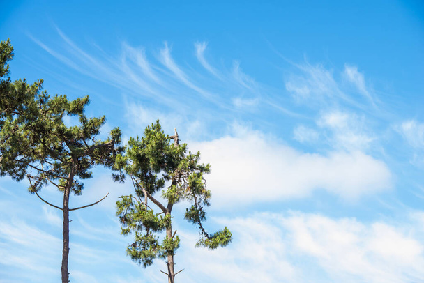 Detalhe de alguns pinheiros de uma floresta perto da costa da Galiza, com o céu azul no fundo
. - Foto, Imagem