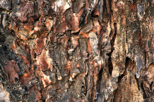 Ağaç kabuğu dokusu - Fotoğraf, Görsel