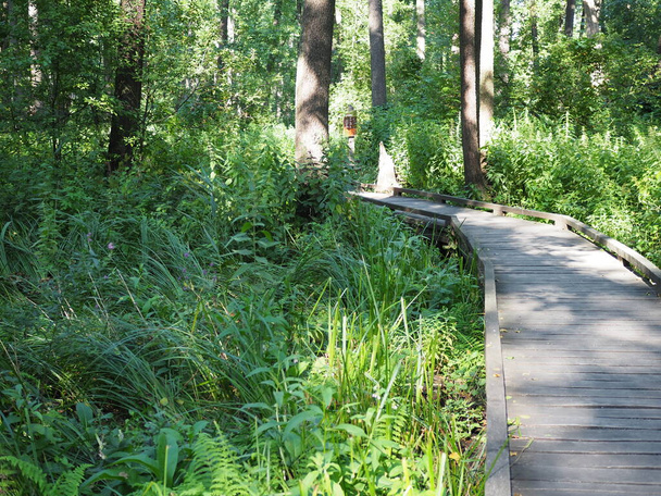 Деревянный мост через лес в природном парке. - Фото, изображение