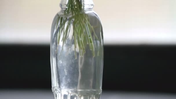 stébla řezané v láhvi vody květináč rostlin na pozadí světlo kopírovat prostor rotující - Záběry, video