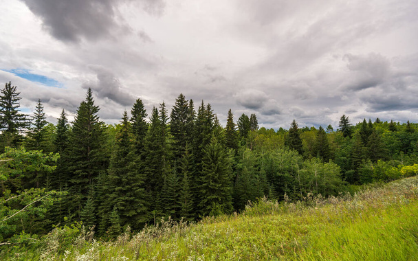 カナダ・アルバータ州の緑豊かな植生が美しい風景です - 写真・画像