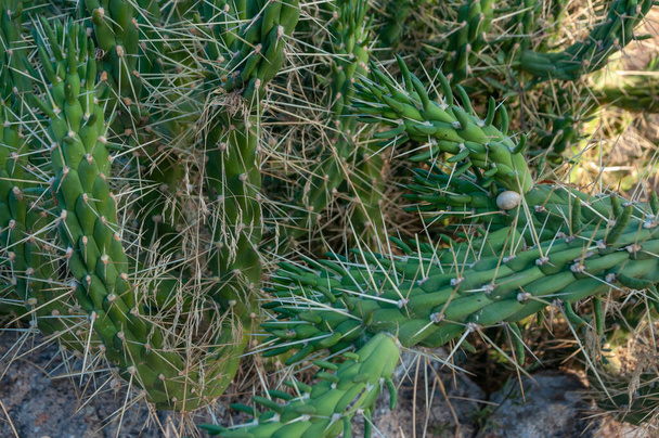 Hosszú kötésű zöld kaktusz. A természet háttérképe - Fotó, kép