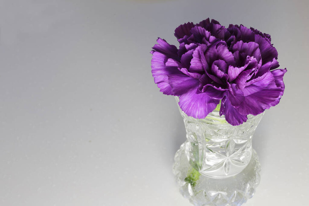Carnation Flower for International Womens Day. - Photo, Image
