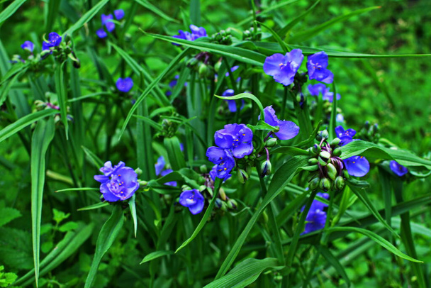 Tradescantia close up shot in the forest.Purple three-petaled flowers of Spiderwort (Tradescantia virginiana) herbaceous perennial plant. - Photo, Image