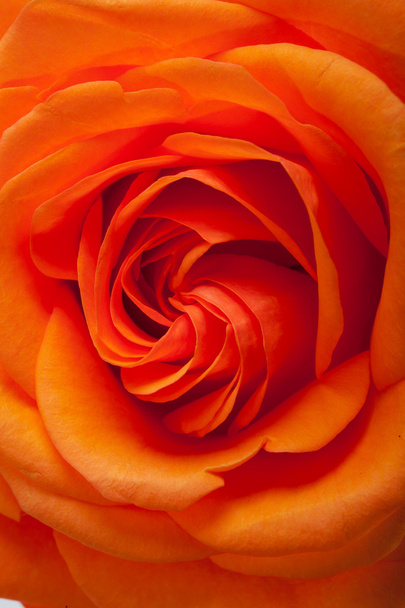 1 つのオレンジのバラのイメージを閉じます - 写真・画像