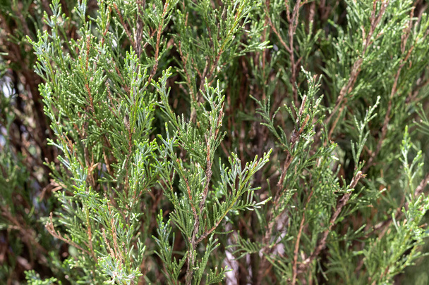 Háttér örökzöld fa ciprusi ágak. Cupressus sempervirens, mediterrán ciprusfélék - Fotó, kép
