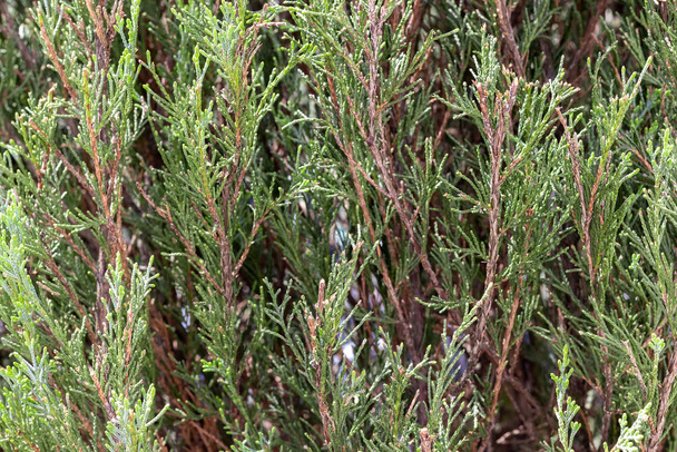 Achtergrond van takken van groenblijvende boomcipres. Cupressus sempervirens, mediterrane cipres - Foto, afbeelding