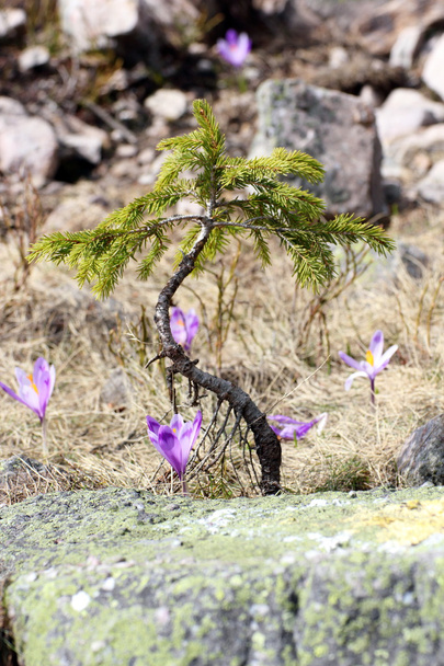 Ladin büyüyen crocus sativus - Fotoğraf, Görsel