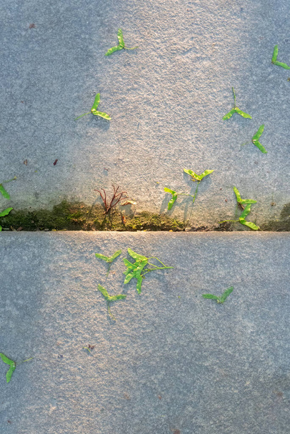 Fond abstrait avec dalles de pavage gris avec jeune herbe entre les coutures - Photo, image