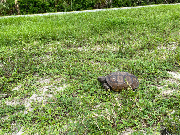 Uma tartaruga gopher andando em uma área gramada na Flórida. - Foto, Imagem