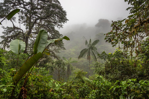 Yeşil Mevsim boyunca Kosta Rika yağmur ormanlarındaki bitki örtüsü manzarası - Fotoğraf, Görsel