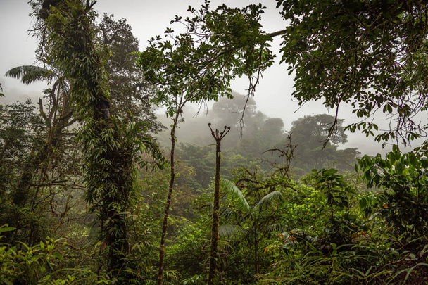 Widok na roślinność w Kostaryce Rainforest podczas Zielonego Sezonu - Zdjęcie, obraz