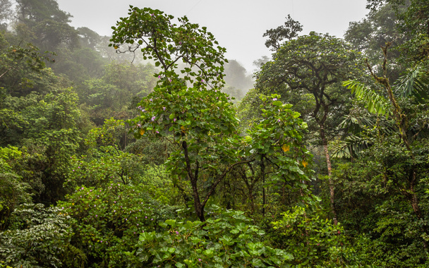 Näkymä kasvis Costa Rica sademetsä aikana Green Season - Valokuva, kuva