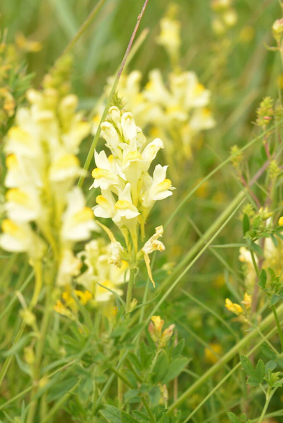 Linaria vulgaris (common toadflax or butter-and-eggs) in the natural environment of growth. In herbal medicine is used in the form of tinctures and ointments. Selective focus, shallow DOF - Photo, Image