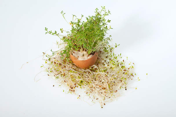 Brotes de alfalfa fresca y huevo de Pascua de primavera
 - Foto, imagen