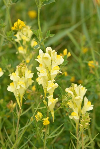 Linaria vulgaris (common toadflax or butter-and-eggs) in the natural environment of growth. In herbal medicine is used in the form of tinctures and ointments. Selective focus, shallow DOF - Photo, Image