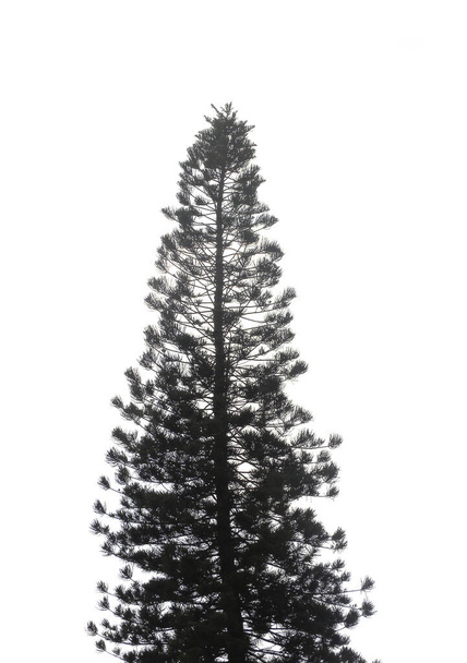 Sylwetka dużego drzewa iglastego Pinophyta lub choinki na białym tle - Zdjęcie, obraz