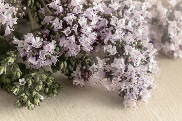 Halvány rózsaszín kis virágok és szárak a gyógynövény oregano világos alapon. Elölnézet, közelkép - Fotó, kép