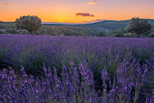 Ардеш лавандові поля на півдні Франції під час заходу сонця, поля Лаванда в Ардехе на південному сході Франції. - Фото, зображення