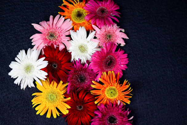 Kukka koostumus & kaunis kukkivat tuoreet gerbera päivänkakkara kukat eristetty mustalla pohjalla. - Valokuva, kuva
