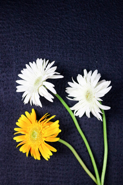 Composición de flores y hermosas flores de gerberas frescas en flor aisladas sobre fondo negro. - Foto, imagen