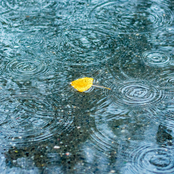 Feuille d'automne jaune dans une flaque sous la pluie - Photo, image