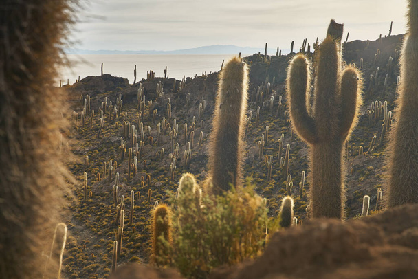Каптус і пустеля Уюні салар. На півдні Болівії. - Фото, зображення
