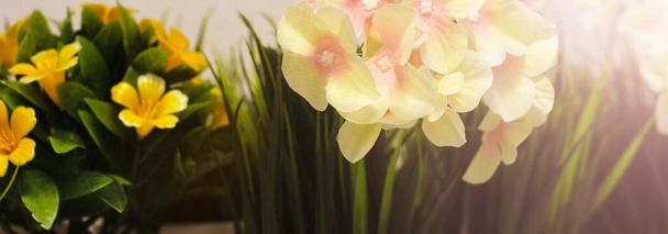 Flores decorativas en macetas blancas, tonificadas con luz solar - Foto, Imagen