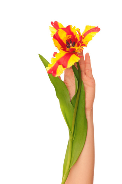 Colored tulip - Foto, afbeelding