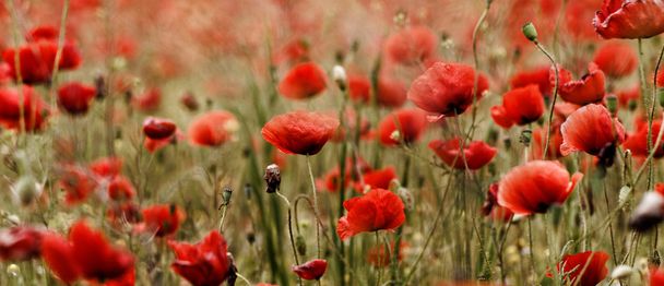 Red poppies - Foto, Bild