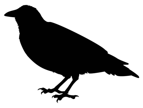 silhouette of a crow bird vector illustration - Vector, Imagen