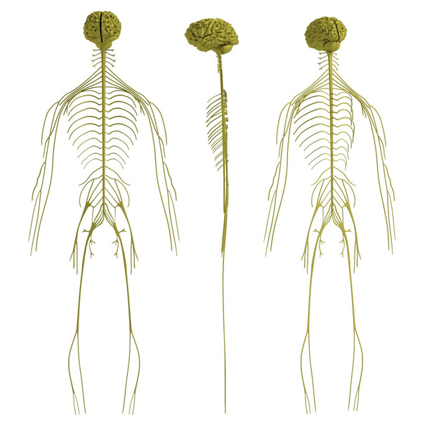 Realistyczne 3d renderowania układu nerwowego - Zdjęcie, obraz
