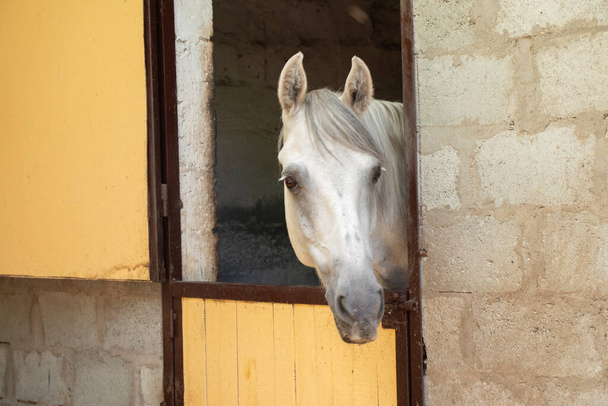 fehér ló egy istállóban egy farmon Ukrajnában közelkép - Fotó, kép