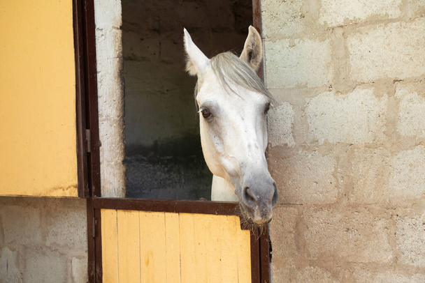 белая лошадь в конюшне на ферме в Украине крупным планом - Фото, изображение