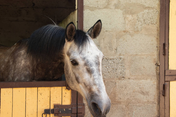 белая лошадь в конюшне на ферме в Украине крупным планом - Фото, изображение