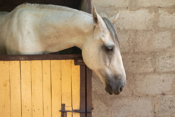 ウクライナの農場の安定した白い馬が近づく - 写真・画像