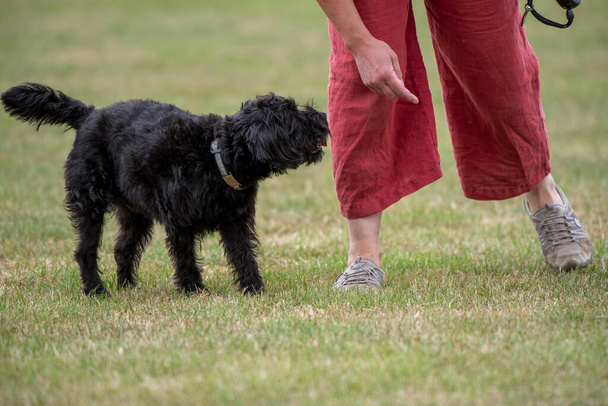 Hampshire, Anglia, Egyesült Királyság. 2020. augusztus. Portré egy fekete borderpoo kutyáról. Egy határvidék és egy uszkár keresztezése. - Fotó, kép