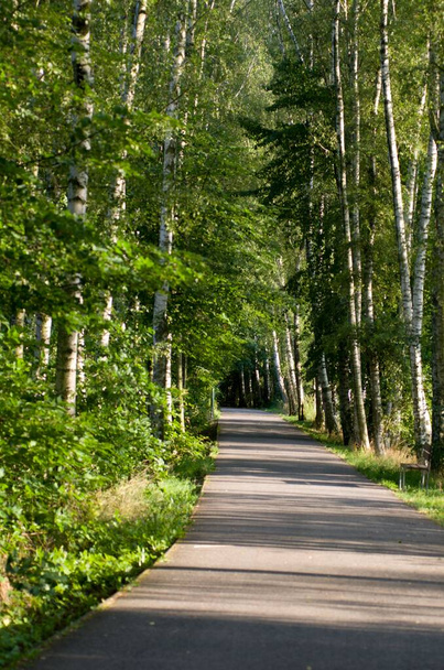 asphalt road lined with birches in the sunlight - Photo, Image